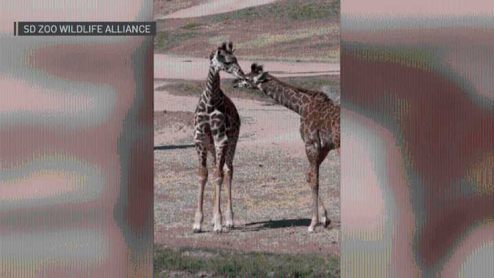 San Diego Zoo Safari Park reveals names of baby giraffes