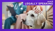 New law changes how veterinarians prescribe medication to pet patients
