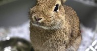 Thumper