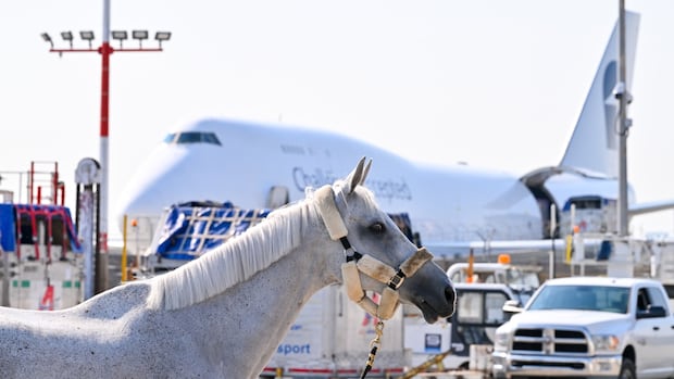 Passports, an airport lounge and 'luxury' air stalls: How horses fly into the Spruce Meadows Masters
