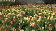 How and when to divide herbaceous perennials: 3 things to know