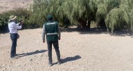 Arequipa: Tres árboles son declarados como patrimoniales en provincia de Condesuyos
