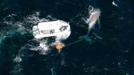 SeaWorld rescuers battle rough seas to free entangled humpback whale