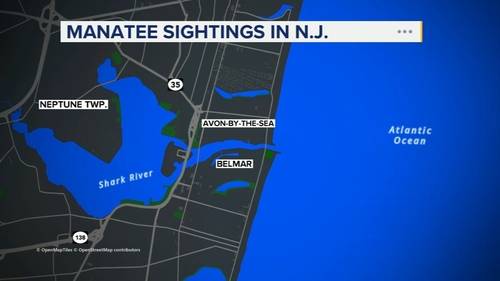 Florida manatee spotted along Jersey Shore, near the Shark River Inlet in Monmouth County
