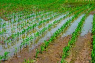 Fedeagro alerta que las lluvias afectaron el ritmo de la siembra de maíz
