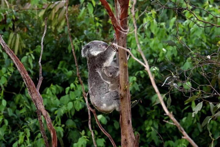 Australia approves vaccine to protect koalas from chlamydia