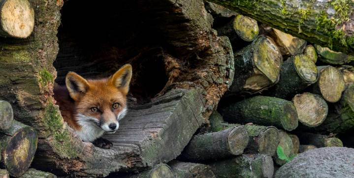 This Simple Backyard Project Will Help Animals Survive Winter