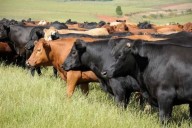 Alerta EU por gusano barrenador en NL