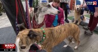 Comfort and canines: PawPrint Ministries hosting TAILgate to support comfort dogs