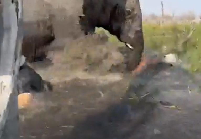 VIDEO: Elefante enfurecido desató pánico en un safari