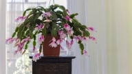 La suculenta rastrera que en Primavera explota con las flores más hermosas