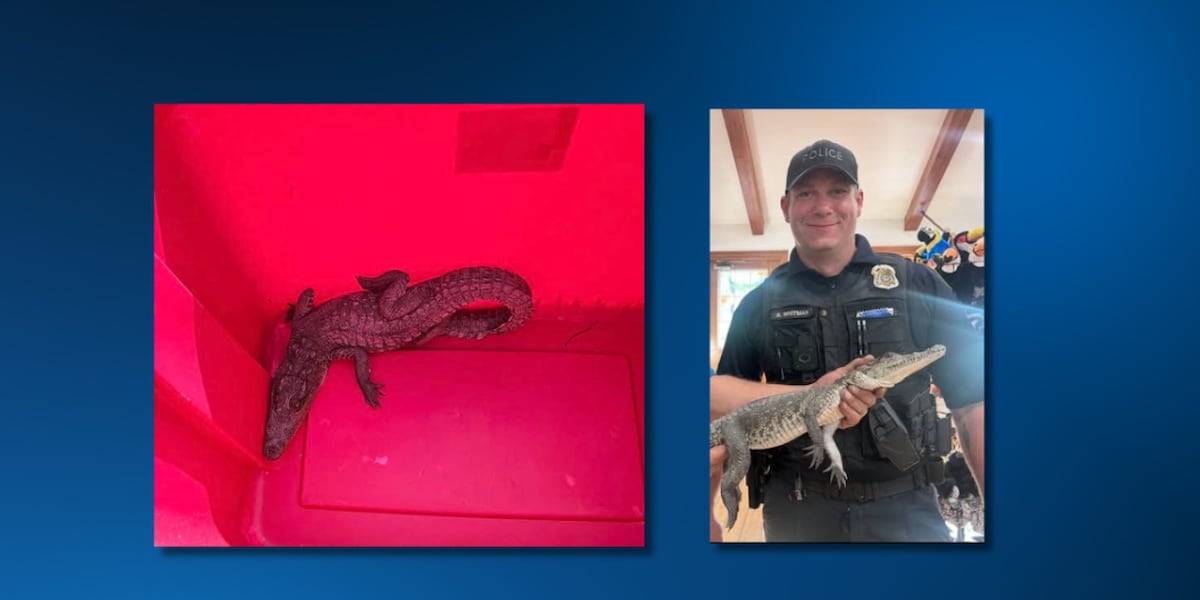 Crocodile found loose in Hampton Twp.