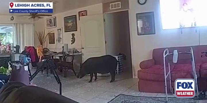 VIDEO: Florida deputies wrangle wild boar intruder