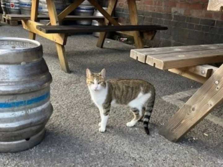 Un gato camina 80 kilómetros cada mes para visitar un pub
