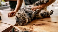 Pocos lo saben: qué sienten los gatos cuando les rascás la panza, según expertos en comportamiento felino