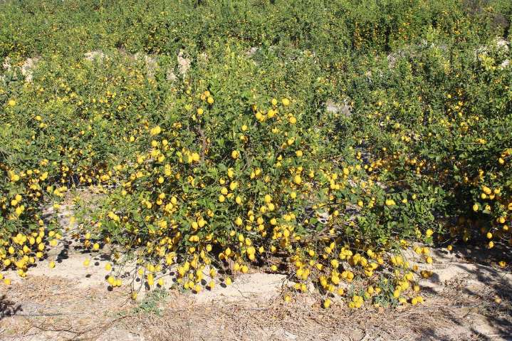 Se inician los tratamientos contra la mosca de la fruta en zonas citrícolas y de caqui