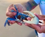Inmobiliarias tendrán que colaborar para conservación del cangrejo azul