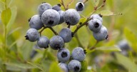 Prolonged drought stunts the renowned wild blueberry crop in the Maritimes