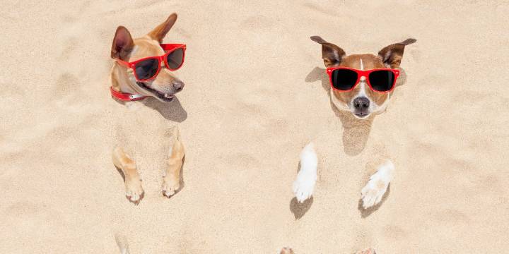 Dogs allowed back on Hilton Head beaches