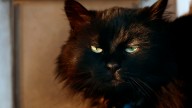 Cat bones tell a story of early settlers and their love for cats