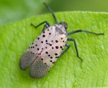 Infestation of spotted lanternfly discovered in Southwick