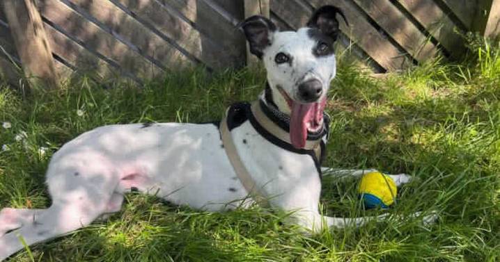 Abandoned whippet Diesel still looking for forever home after a year of living in kennels