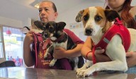 Esterilizaron mascotas en la primaria América, mañana en estatal 3002