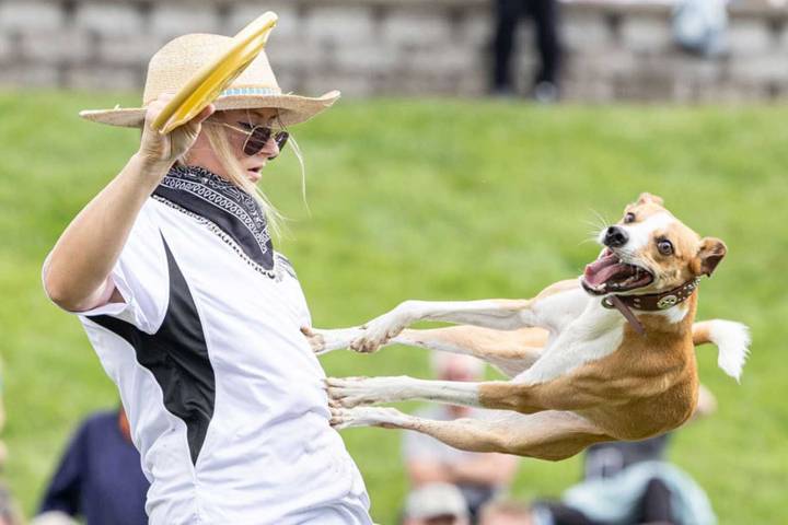 Girl Who Dreamt of Appearing on the Incredible Dog Challenge, Makes the Event as an Adult
