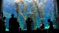 Will OKC get an aquarium? Plans for spot near OKANA still in the works