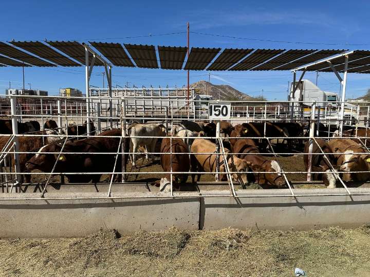 Brote de gusano barrenador en Nuevo León por tolerancia de SADER