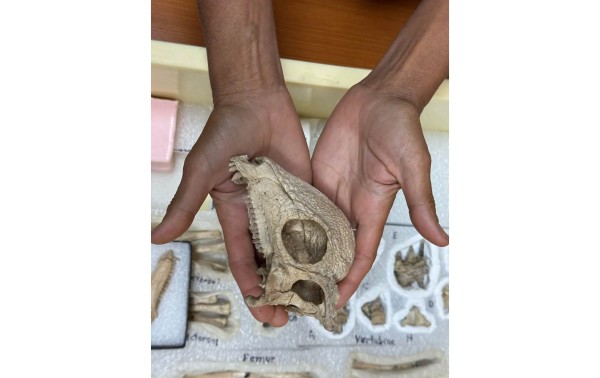Un fósil sorprendentemente hermoso revela el dinosaurio con cabeza abovedada más antiguo