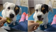"Happy", el perrito chileno que sorprendió comiendo alcachofas y se volvió viral