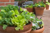 It’s a good time to plant greens