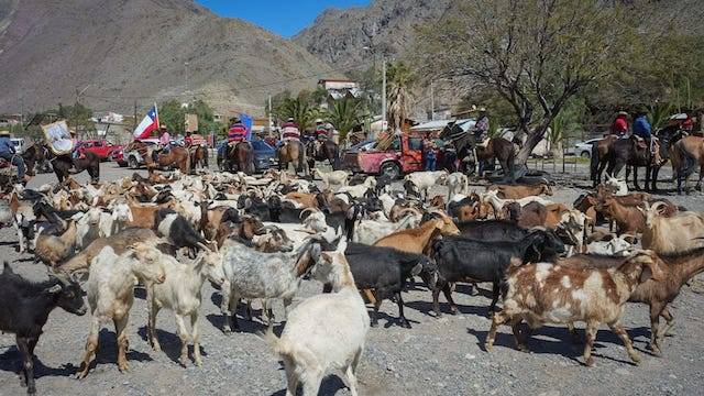 Con gran éxito se realizó el Festival del Criancero en Alto del Carmen