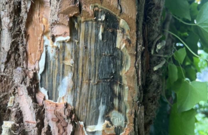 New York Confirms First Case Of Deadly Tree Disease