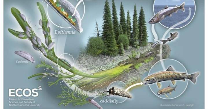 Northern Arizona University study looks at how interactions between diatoms and bacteria contribute to an ecosystem