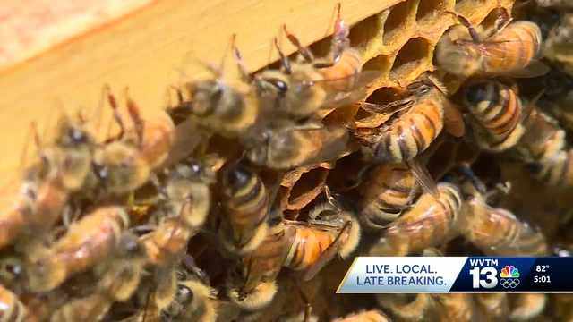 Bee experts in Alabama warn of varroa destructor mite threat