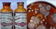 Científicos descubren microbios de hace 130 años dentro de antiguos frascos de mantequilla: ¿son peligrosos?