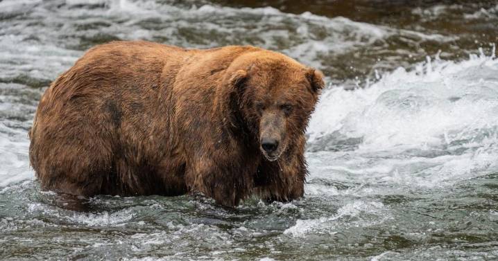 It's Fat Bear Week: Voting opens Tuesday