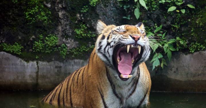 Police search for man's head after decapitated corpse found in tiger mauling