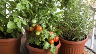 Tomates frescos en casa: el secreto para cultivarlos en maceta y que crezcan llenos de frutos