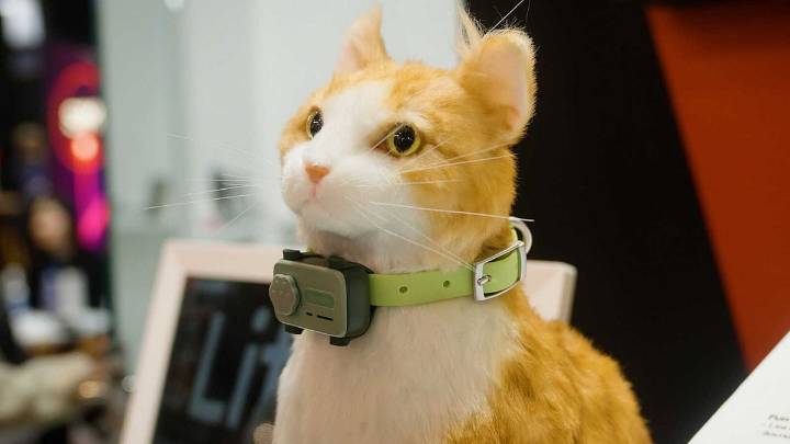 From Sydney Sweeney’s Dog To Taylor Swift’s Cats: Five Famous Celebrity Pets