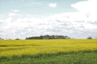 China extends Canadian canola dumping investigation by 6 months