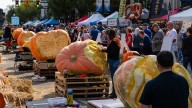 Giant carved pumpkins to line the street of this Ohio town's annual fall festival