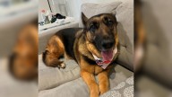 Florida German Shepherd Rescued From Neglect In A Cage Finds Love Thanks To One Girl