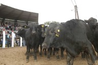 Se iniciará hoy la Expo Quimilí 2025 con dos jornadas a puro campo