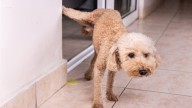 Si tenés mascotas, este truco es para vos: el ingrediente que hay que usar para que no orinen en tu casa