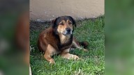 Florida Dog Waits Outside An Empty House, Hoping For A Reunion That Never Comes