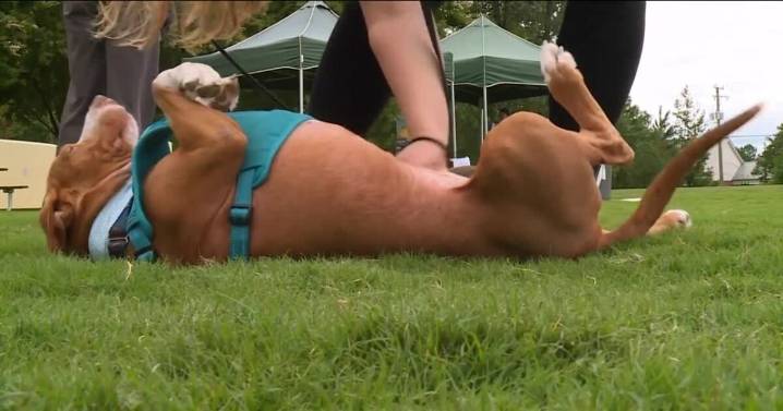 Henrico Humane Society's Bark in the Park is Saturday, Sept. 13 at Crump Park