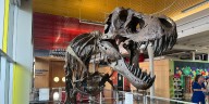 Stan the T. Rex calls the Children’s Museum of Richmond home
